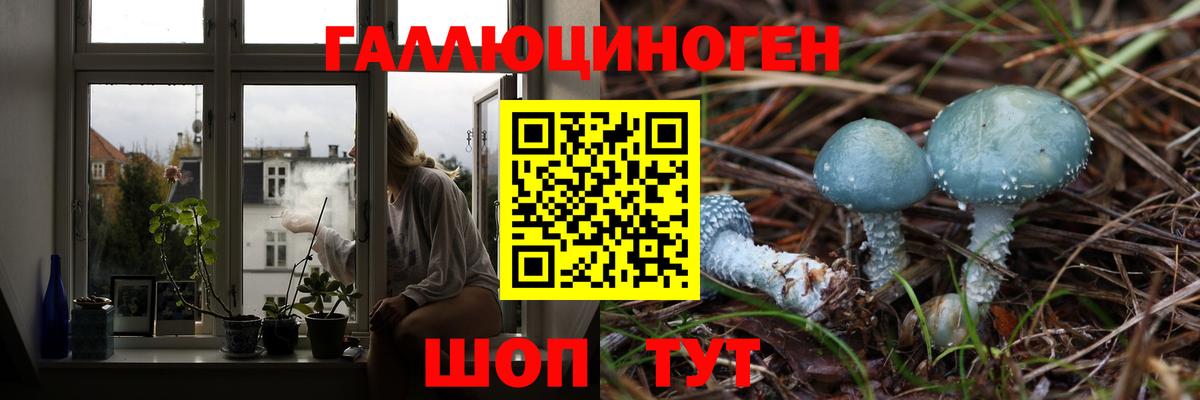 Псилоцибиновые грибы Psilocybe Котлас